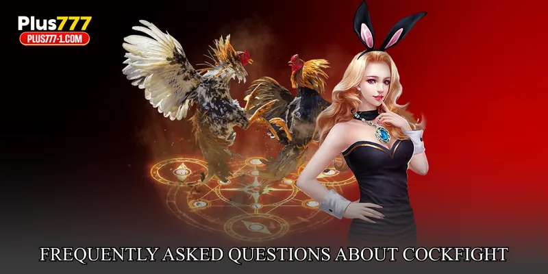 Frequently Asked Questions About Plus777 Cockfight