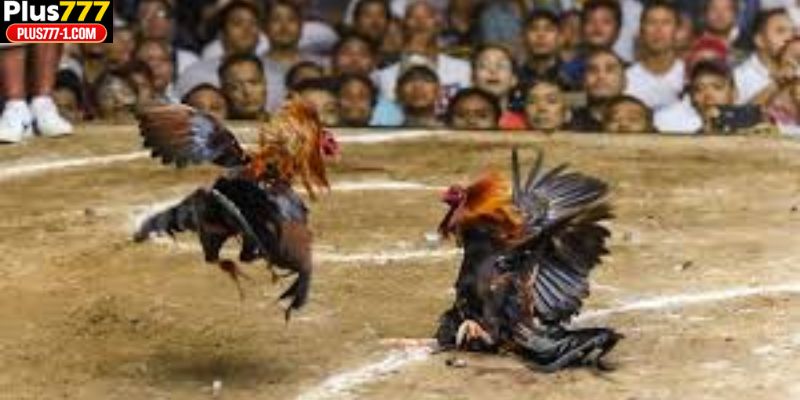 Sabong is a traditional sport where two roosters fight in a controlled arena