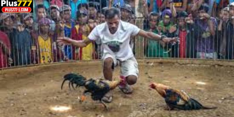 Future of Sabong in Bangladesh